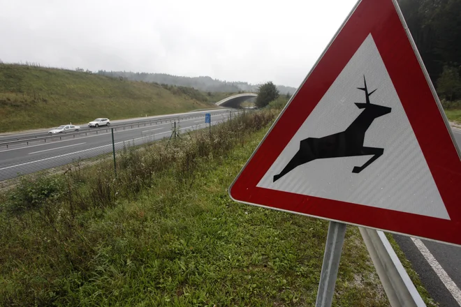 Zavedamo se, da bodo morale države morda ubrati različne poti prehoda. FOTO: Mavric Pivk/Delo