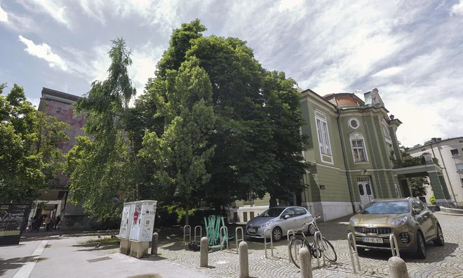 Kostanj pred Dramo bodo pred prenovo stavbe podrli.

Foto Jože Suhadolnik