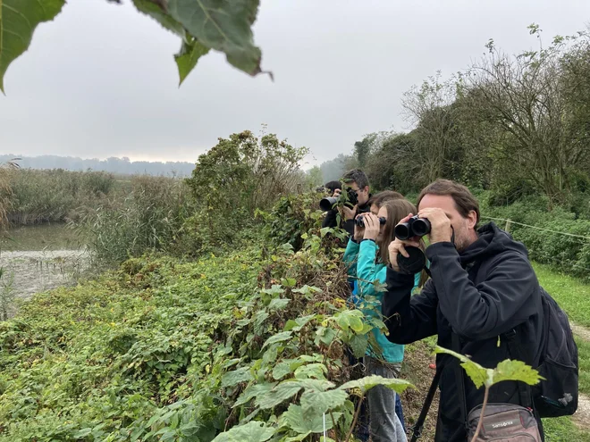 Opazovanje ptic je eden od zelo razširjenih projektov, kjer amaterski opazovalci prispevajo ogromno k razvoju ornitologije. FOTO: Tilen Basle