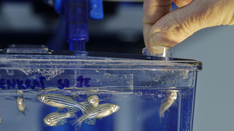 Fotografija: Kar četrtina vseh živali, na katerih potekajo testiranja, so ribe. Raziskovalci zdaj skušajo najti načine, da bi teste na živih ribah nadomestili s testi na ribjih celičnih linijah. FOTO: Jože Suhadolnik/Delo