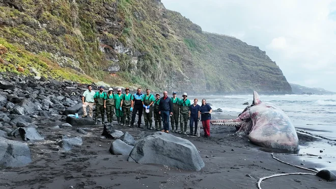 Sesalec je umrl zaradi kroničnega obstruktivnega vnetja debelega črevesa, kar je bil tudi vzrok, da je imel ob smrti od pet do deset ton manj, kot je običajno. FOTO: Univerza Las Palmas de Gran Canaria