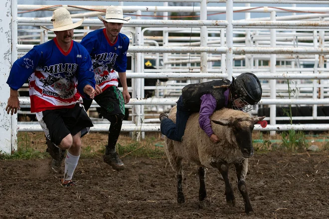 Otrok se drži za ovco med tekmovanjem na rodeu Deer Trail v Koloradu. Rodeo Deer Trail, ki poteka že 154. leto, je v Guinnessovi knjigi rekordov priznan kot prizorišče prvega rodea na svetu, ki je potekal 4. julija 1869. Foto: Jason Connolly/Afp