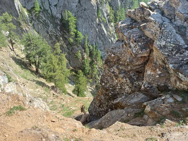 Bližnje srečanje s kozorogom v Gran Paradisu FOTO: Dragan Egelič