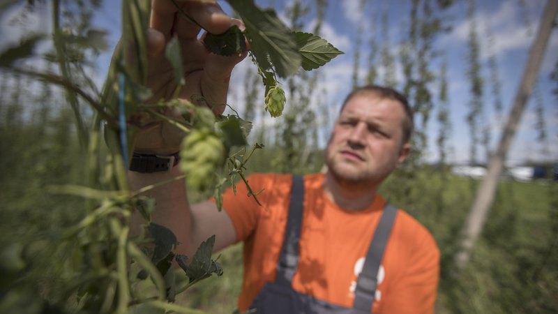 Fotografija: V Sloveniji je bilo v zadnjih letih več izrednih dogodkov, ki so vplivali na pridelek. Hmeljarju Primožu Žagarju je denimo toča predlanskim uničila skoraj ves hmelj. FOTO: Leon Vidic