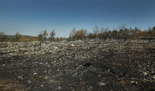 »To sem dobil od Krasa. Molčanje. Jaz živim lahko sam. Saj živijo skale in bori in brinje in tiste rdeče poti, ki se ne premaknejo nikoli,« zapiše Kosovel. Na fotografiji Kras po lanskem požaru. FOTO: Jože Suhadolnik