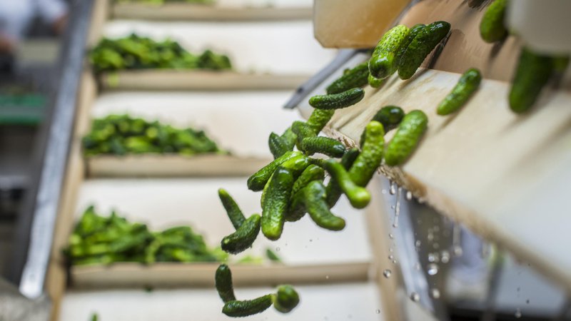 Fotografija: V obdobju, ko v medijih vlada čas kislih kumaric, je čas vlaganja kumaric, tudi v Sloveniji zelo priljubljenega živila.

FOTO: Voranc Vogel/Delo