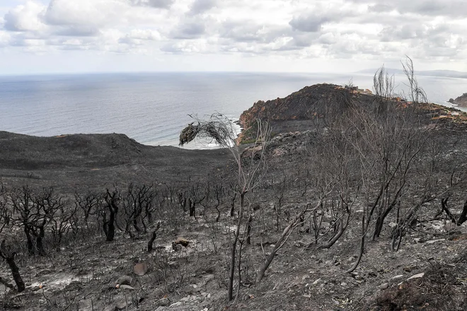 V Alžiriji je huda vročina, ki že nekaj časa presega 47 stopinj Celzija, popolnoma izsušila rastje ob sredozemski obali. FOTO: Fethi Belaid/AFP