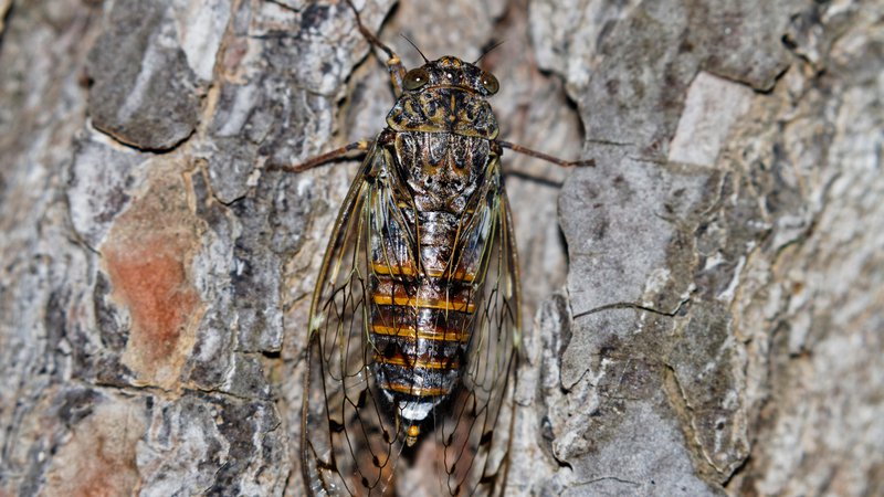 Fotografija: Cicada orni (Linné, 1758) jesenov škržadFOTO: Shutterstock

 

 