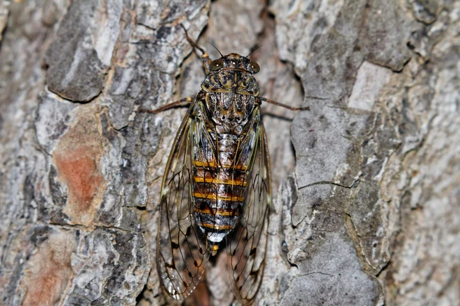 Cicada orni (Linné, 1758) jesenov škržadFOTO: Shutterstock

 

 