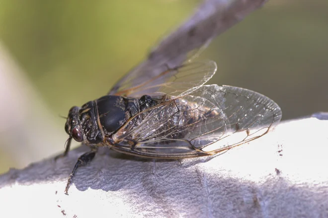 Cicadatra atra (Fieber, 1776) - črni škržad FOTO: Shutterstock

 