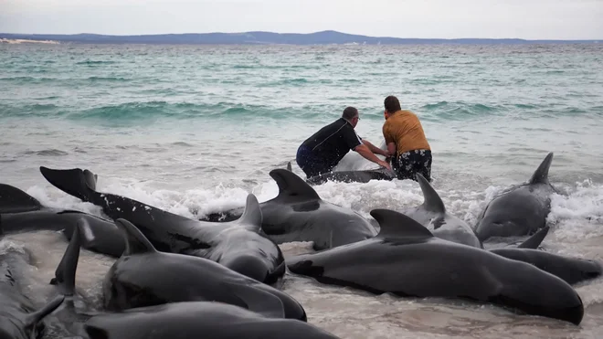 Skoraj sto kitov je nasedlo na plaži Cheynes, približno 450 kilometrov jugovzhodno od Pertha. FOTO: AFP
