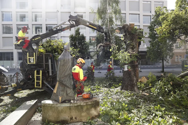 Kostanj je pred Dramo stal več kot 75 let. FOTO: Leon Vidic/Delo