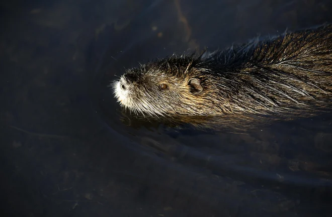 Na barju prebivajo že več kot tri desetletja. FOTO: Blaž Samec/Delo