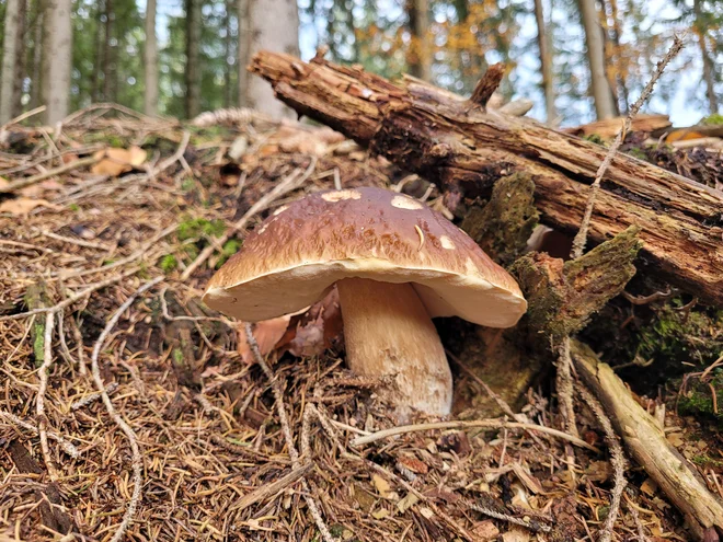 Lani so jurčki poganjali kot za stavo, letos jih je manj. FOTO: Tina Horvat