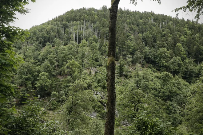 Biomasa ima v Sloveniji velik potencial za trajnostno in obnovljivo energijo. FOTO: Uroš Hočevar/Delo