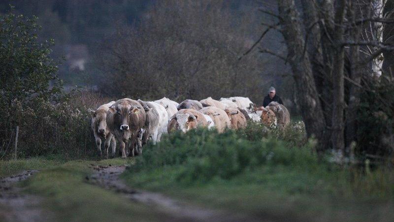 Fotografija: Če bodo kmetje prepuščeni samim sebi, bo to vplivalo na njihovo odločitev o nadaljnjem kmetovanju, pravi predsednik kmetijsko gozdarske zbornice Roman Žveglič. FOTO: Mavric Pivk