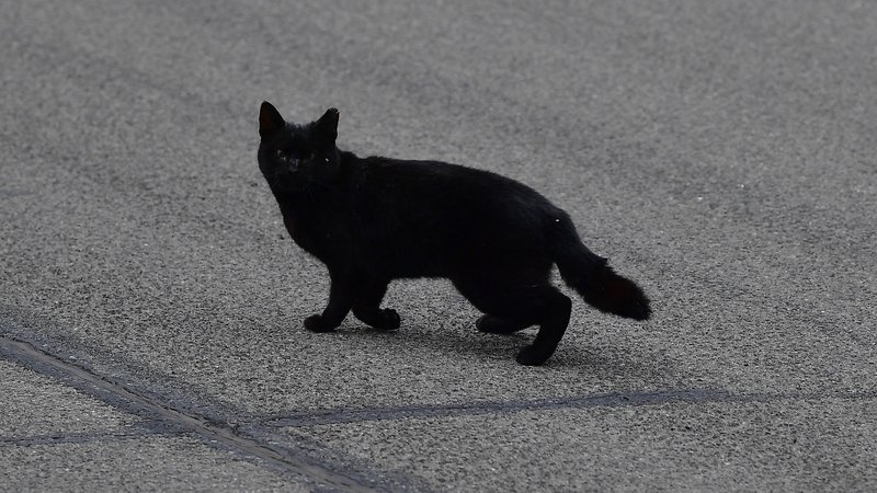 Fotografija: Ponekod na zemeljski obli – od ZDA do Indije in naprej – danes slavijo dan črnih mačk. FOTO: Gary A. Vasquez/Usa Today Sports
