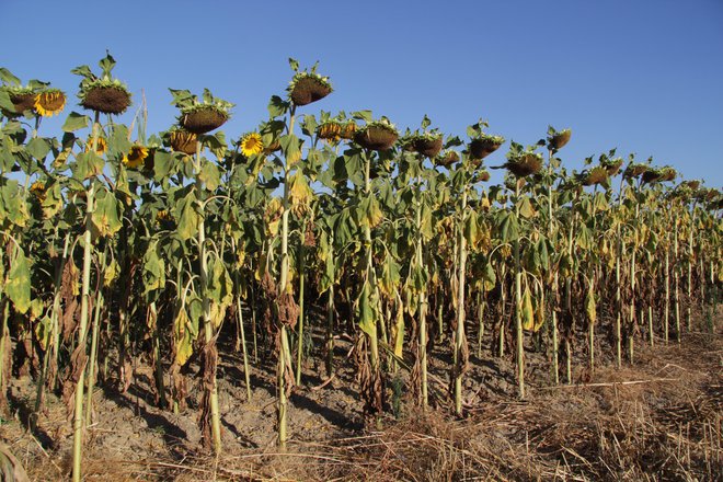 V ravninskem delu Prekmurja je lanska suša povzročila veliko škode na koruzi, bučah in krompirju. FOTO: Jože Pojbič 