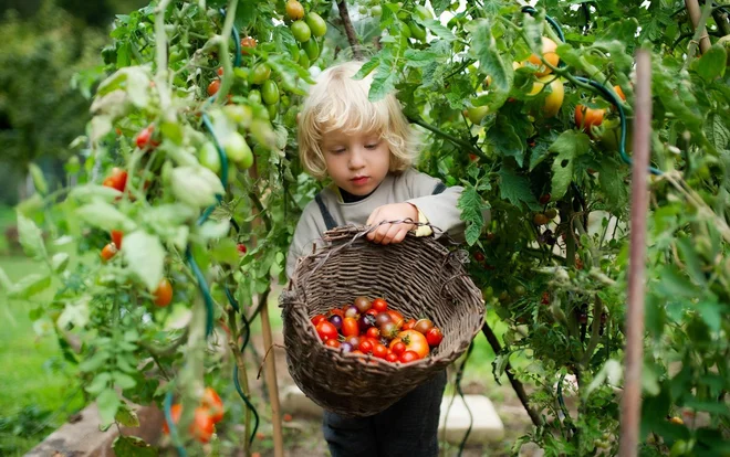 Ne glede na to, kam uvrstimo paradižnik, velja za živilo z ugodno hranilno sestavo, ki ima pomembno vlogo v uravnoteženi prehrani. FOTO: Shutterstock