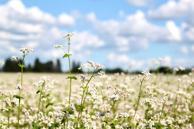 Tudi ajda ni to, kar si mislimo. FOTO: Shutterstock
