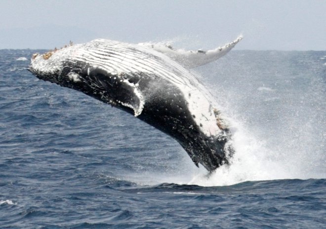 V Tihem oceanu je možno občudovati tudi kite grbavce. FOTO: Issei Kato/Reuters