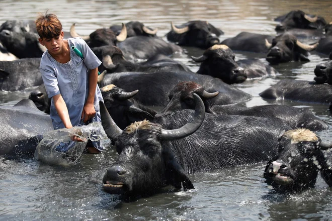 Iraški deček hladi svoje bivole v vodi reke Diyala, pritoka reke Tigris, vzhodno od Bagdada. Foto: Ahmad Al-rubaye/Afp