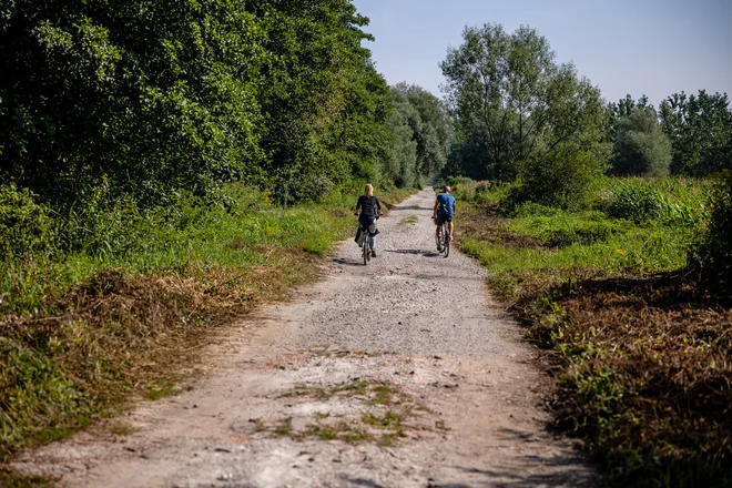 Pot med jelšami ni asfaltirana, podlaga ima različno strukturo peska in zemlje, zato previdnost na kolesih ni odveč. FOTO: Črt Piksi