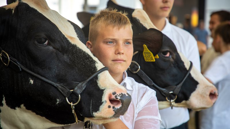 Fotografija: Glavnina izpustov v kmetijstvu je povezanih z živinorejo, ki pa ima tudi pozitivne učinke, je dejala Tanja Gorišek s kmetijskega ministrstva. FOTO: Voranc Vogel/Delo