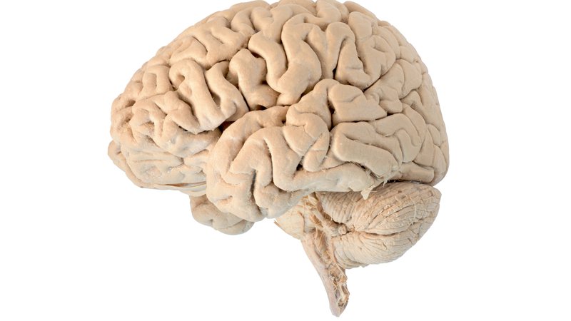 Fotografija: Pacientki so iz možganov potegnili živega črva. (Slika je simbolična.) FOTO: Shutterstock 