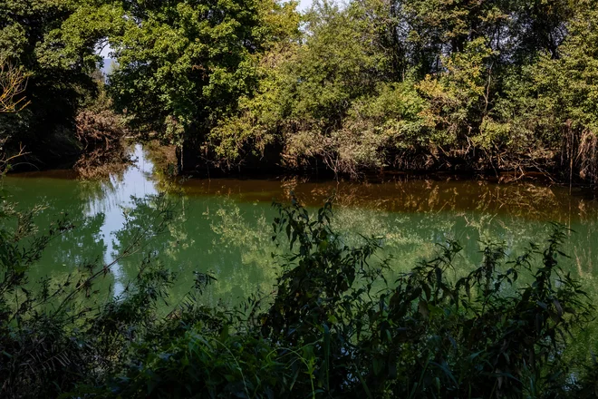 Rezultati vzorčenja Ljubljanice in Bevškega grabna kažejo, da Bevški graben ni imel bistvenega vpliva na Ljubljanico, saj so bile vrednosti analiziranih parametrov pred in po izlitju Bevškega grabna v Ljubljanico primerljive, so sporočili z Arsa. FOTO: Črt Piksi