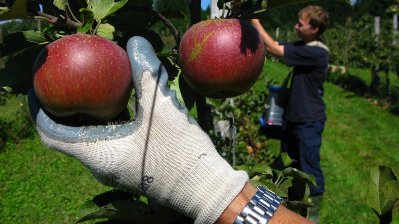 Fotografija: Med posameznimi skupinami živil se je najbolj podražilo sadje, ki je kar 3,4-krat dražje kot na prelomu tisočletja. Foto