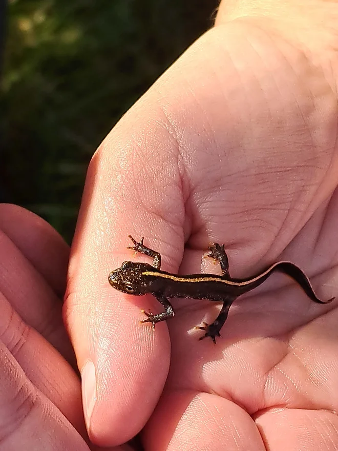 Eden od letošnjih dvaindevetdesetih živahnih mladih velikih pupkov, ki imajo na hrbtu značilno rumeno progo. Spomladi bodo samčki dobili zmajevsko nazobčani greben. FOTO: Katja Cah