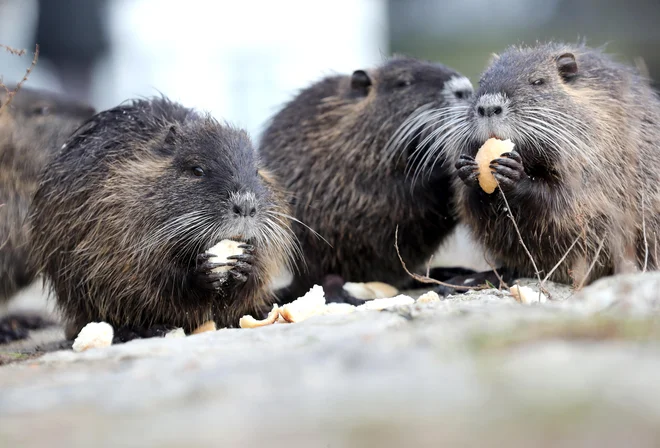Nutrije na bregu Ljubljanice: spontano naselitev tujerodnih vrst skrbniško razumemo kot grožnjo domorodni favni in flori, zanemarjajoč temeljno naravno pravico vsakega živega bitja, da si samo izbira mesto nastanitve. FOTO: Dejan Javornik