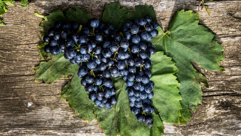 Fotografija: Določanje genetike vinske trte je drago in zapleteno. Za modro frankinjo nemški strokovnjaki trdijo, da je avtohtona slovenska sorta, tako kot portugalka. Ta objava je pred leti zelo odmevala, naletala na veliko navdušenje, pa tudi del skepticizma. FOTO: Shutterstock
