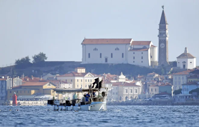 Temperatura na dnu slovenskega morja je dosegla rekord. Kaj to pomeni za biotsko raznovrstnost, še ne vedo. FOTO: Matej Družnik/Delo