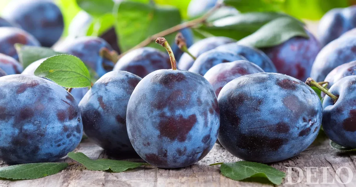 Somministrazione: Un campione non conforme non significa che l’alimento sia pericoloso per la salute