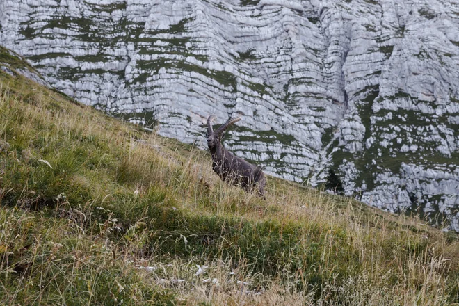 Kozorog, vajen poziranja. FOTO: Kaja Ribežl