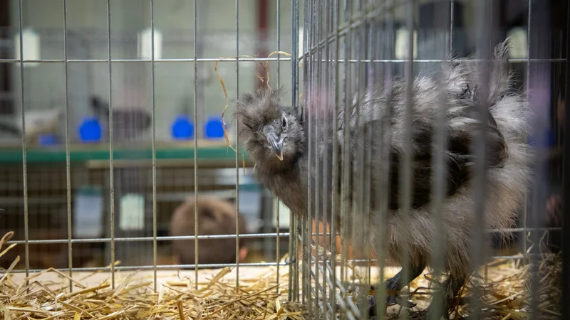 Fotografija: Zakonsko besedilo določa tudi oblikovanje posebne enote uradnih veterinarjev, ki bo opravljala preglede, nadzorovala pogoje nastanitev in izvajala ukrepe na ozemlju celotne države. FOTO: Voranc Vogel/Delo
