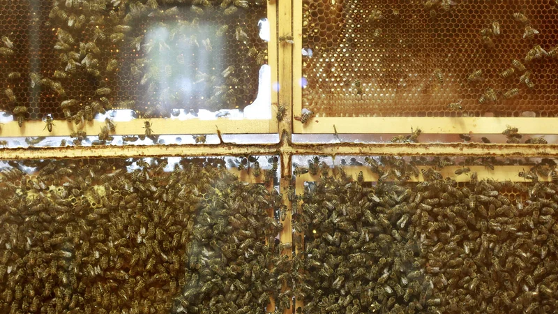 Fotografija: Projekt RoboRoyale povezuje mikrorobotsko, biološko tehnologijo in tehnologijo strojnega učenja pri skrbi za dobro počutje čebelje matice. FOTO: Leon Vidic