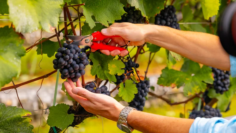 Fotografija: Vinska trta in vino imata pomembno vlogo za življenje v naši domovini. Že v predzgodovinskem času sta bila razcvet in blaginja civilizacij povezana z vinsko trto in vinom. (Trgatev grajske vinske trte, Ljubljanski grajski vinograd) FOTO:  Črt Piksi/Delo