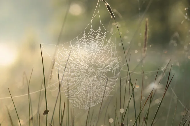 V izmojstrenem prepletu filozofskega in narativnega Lipitsch nekoliko odzvanja Neznosno lahkost bivanja Milana Kundere. FOTO: Shutterstock