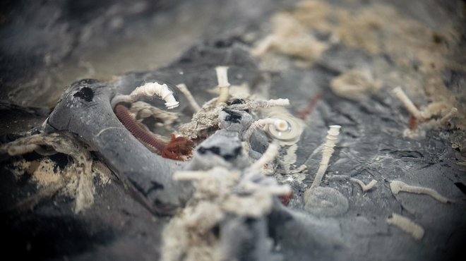 Črvi in drugi organizmi na skali, ki so jo obrnili s podvodnim plovilom. FOTO: Schmidt Ocean Institute

 