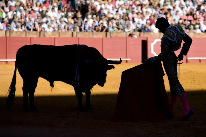 Francoski bikoborec Sebastian Castella med bikoborbo v areni La Maestranza v Sevilli. Foto: Cristina Quicler/Afp