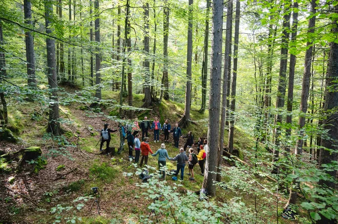 Gozdna terapija so hoja, doživljanje gozda z vsemi petimi čutili, opazovanje gozda, gozdna meditacija, či gong, aromaterapija ... Foto: Nik Bertoncelj