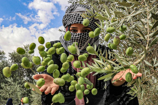 Ženska meče oljke na sveže obran kup pod drevesom med sezono obiranja oljk v Han Junisu na jugu Gaze. Foto: Said Khatib/Afp