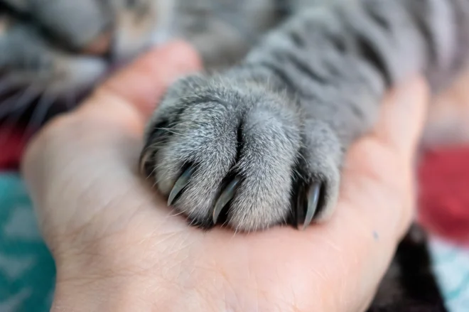 Nova znanstvena spoznanja spreminjajo naše vrednote in odnos do živali. Čas je, da se spremenijo tudi zakoni o njihovi zaščiti. FOTO: Shutterstock