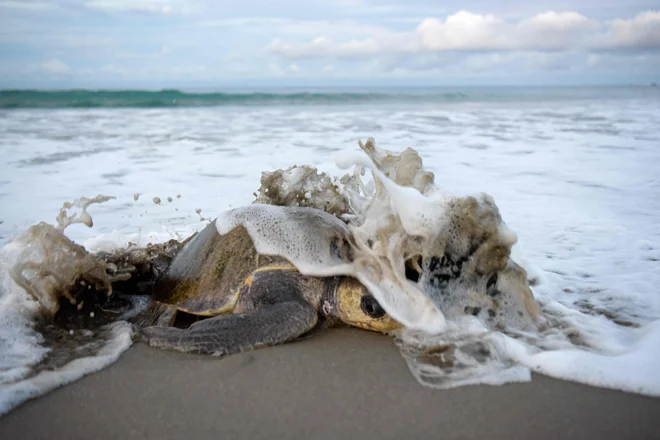 Več kot tisoč morskih želv vrste, ki ji grozi izumrtje, je v četrtek zgodaj zjutraj množično prispelo na plažo La Flor v San Juan del Sur južno od Manague, da bi odložile jajca. Želve pridejo večkrat na leto gnezdit v pesek na območju zavarovanega območja La Flor v Nikaragvi. Foto: Oswaldo Rivas/Afp