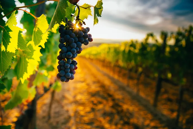 Mnogo let sem poslušala odbite zgodbe o tem, kako se ljudje spustijo z vajeti, ko je grozdje obrano. Moja prva izkušnja s trgatvijo pa je bila povsem drugačna. FOTO: Shutterstock 