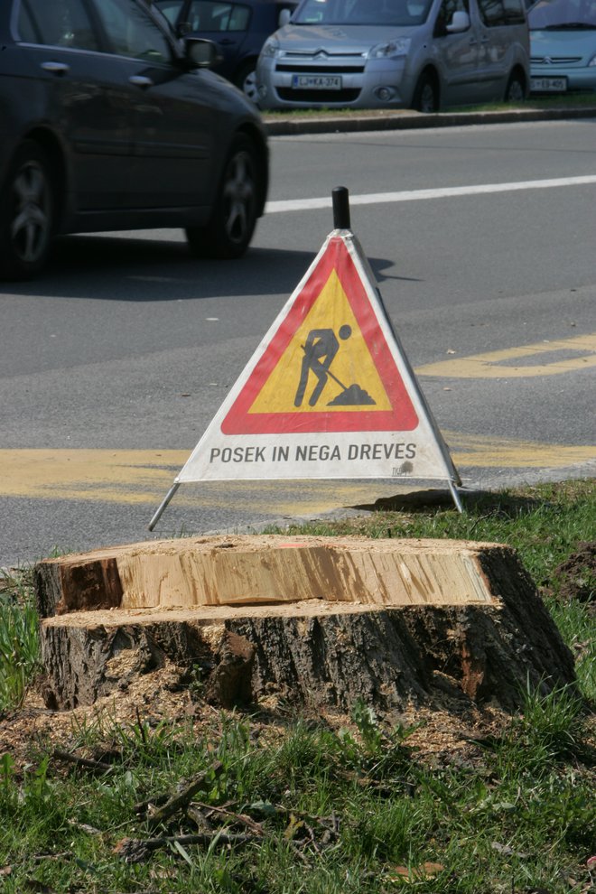 Izvedeli smo tudi, da namerava MOL odstraniti odrastle drevorede ob PCL (pa tudi na Linhartovi cesti), prepotrebne za zdravje občanov v času podnebnih sprememb. FOTO: Igor Modic
