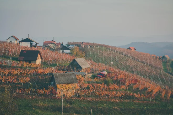 Bela krajina je pri nas območje, kjer je mogoče pričakovati vina, ki jih napade in oplemeniti botritis, pravi Valentin Bufolin. FOTO: Shutterstock